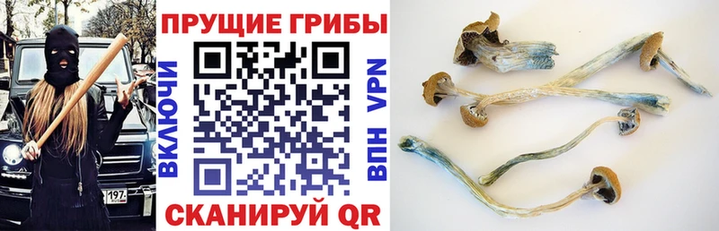 Купить  Черноголовка  Галлюциногенные грибы ЛСД 
